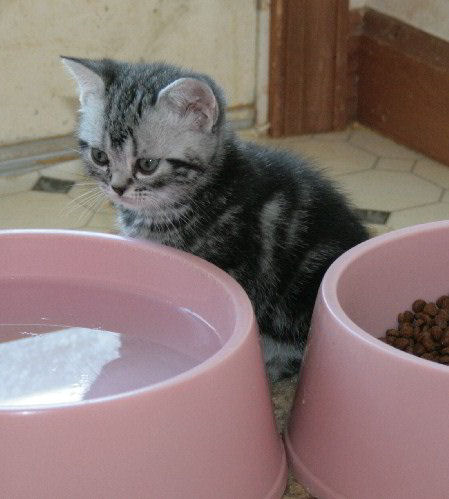 FEMALE SILVER TABBY 2009 KITTEN J2