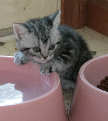 FEMALE AMERICAN SH KITTEN- BORN 2009 - J3