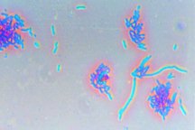 Pseudomonas fluorescens with phase contrast