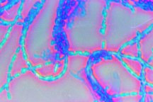 Bacillus subtilis with phase contrast