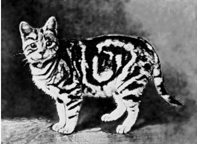 CFA CH.THE BUZZING SILVER, first CFA CH silver tabby American Shorthair, PHOTO FROM CFA STUDBOOK VOL.I