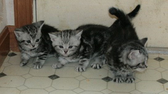 GENUINE AMERICAN SH KITTENS  BORN 2009