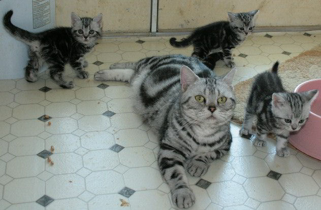 CH.CROWN E CHITSA, GENUINE SILVER TABBY  AMERIXAN SHORTHAIR, W/ MARCH 2009 LITTWE