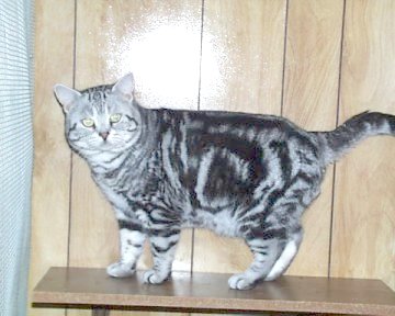 Crown E Fandango, standing in the back of his pen 12/2001