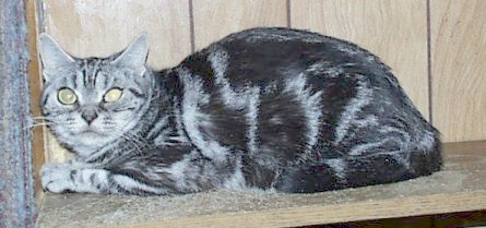 Crown E Femme Fatale, silver tabby female - daughter of Speedy, mother of Nikita