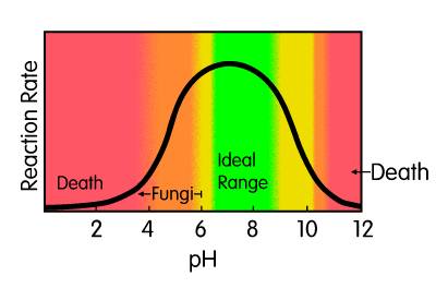 Diagram of the scale of ideal pH for bacterial growth