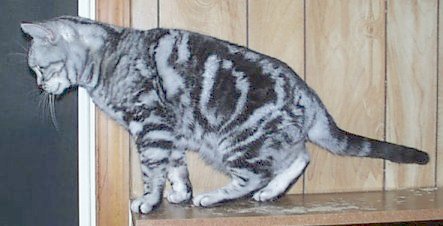 Crown E Mae West, silver tabby female American Shorthair