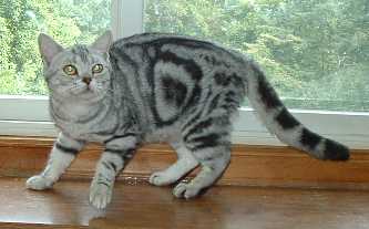 Ch.A[ache Neagawa, silver tsbby female champion American Shorthaair