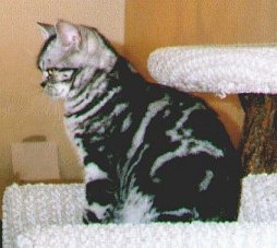 Crown E La Femme Nikita, silver tabby female American Shorthair