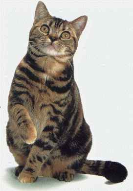 Royal Z Queen Jewel, brown patched tabby spay for sale