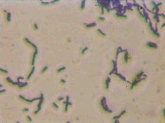 S6 - new sulfur oxidizing gram-positive bacterial strain from Alken-Murray's collection