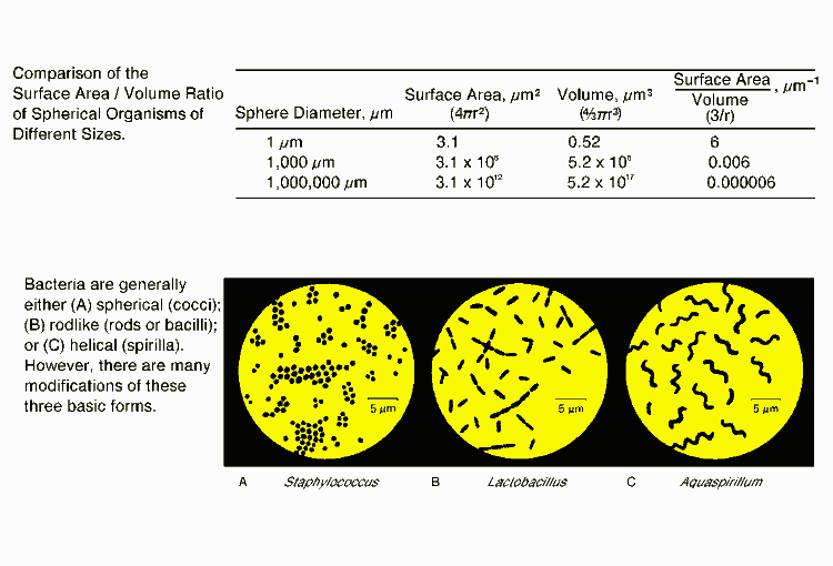 Bacterial Shapes and Sizes