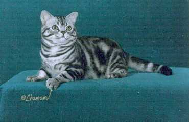 Gr.Ch, Stedam's Silversmith, silver tabby American Shorthair