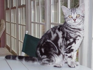 Crown E SwingNSway, silver tabby owned by Mark Fields