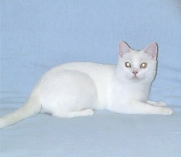 Crown E White Heat, gold-eyed white American Shorthair stud