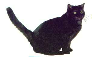 Gr.Pr. Fenton Dark Emperor, black smoke American Shorthair neuter