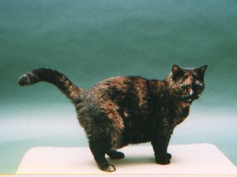 Ch. Fenton Zuleika, tortoiseshell spay American Shorthair