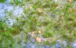 picture of river after cleanup, sparkling clear water